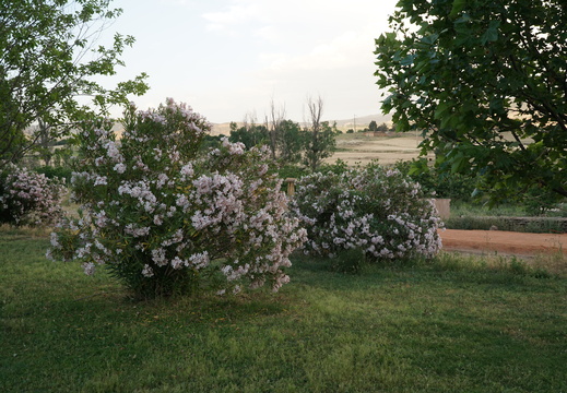 DSC00546