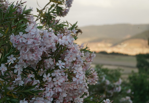 DSC00547