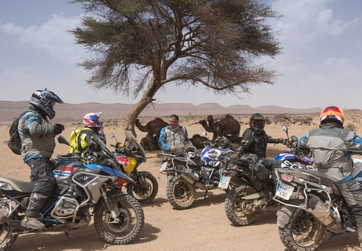 grupo camellos