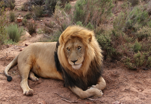 SudAfrica